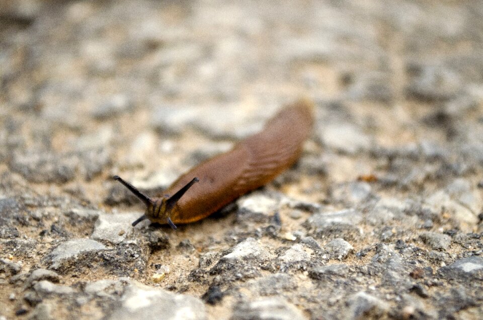 Land snail animal wet