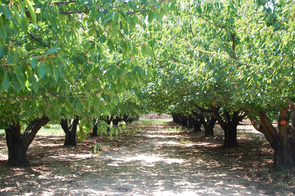 Cherry orchard trees