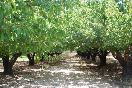 Cherry orchard trees