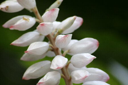 Pink white flowers photo