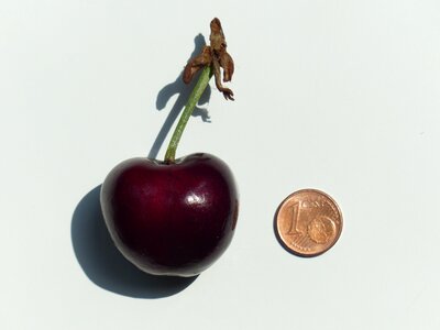 Size comparison cent penny