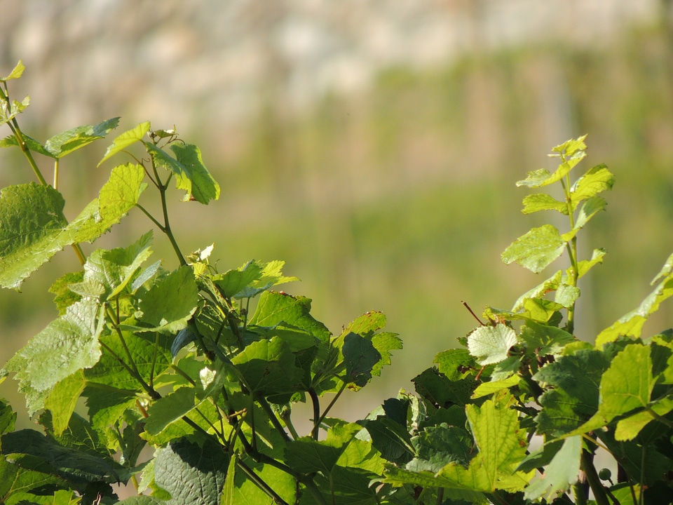 Plant vine plantation