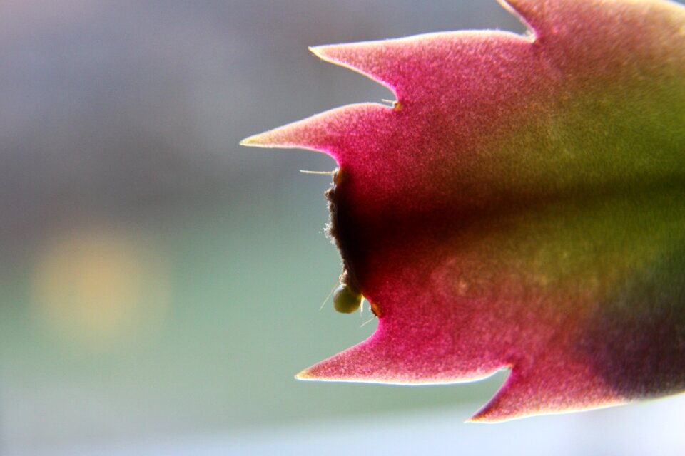 Plant red green