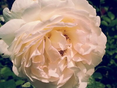 Way of the roses nature flowers