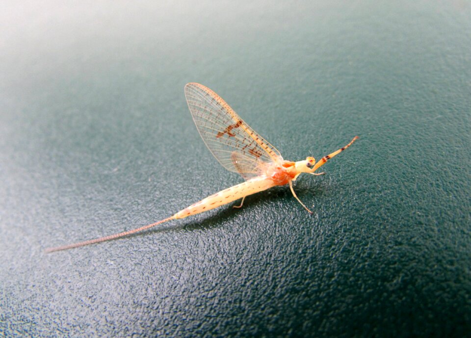 Mayflies animals nature