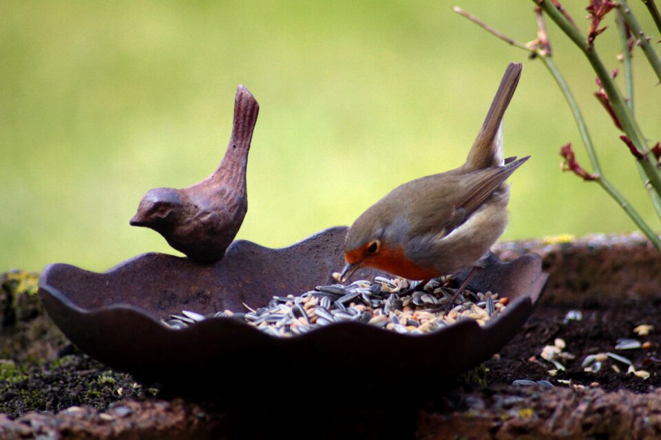 Bird bath animal eat