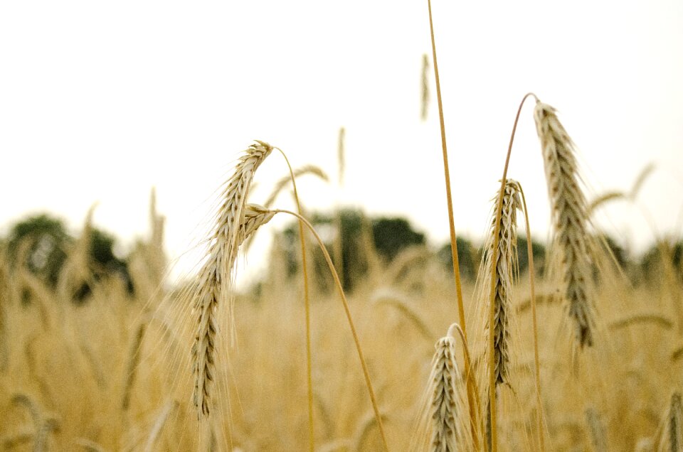Spike cereals grain