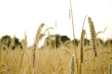 Spike cereals grain