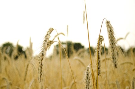 Spike cereals grain photo