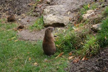 Zoo cute animal world