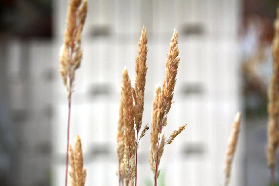 Close up summer dry