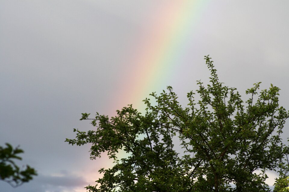 Rainbow tree nature