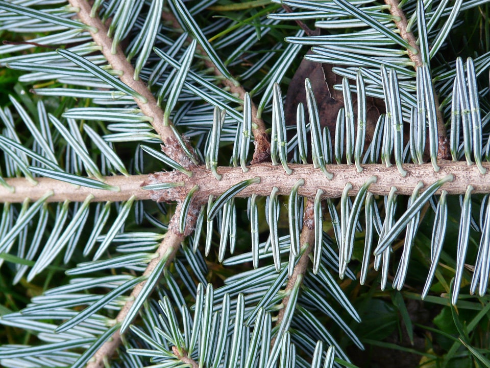 Silver fir white fir abies