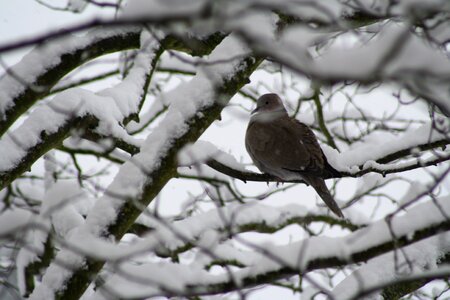 Tree winter snow