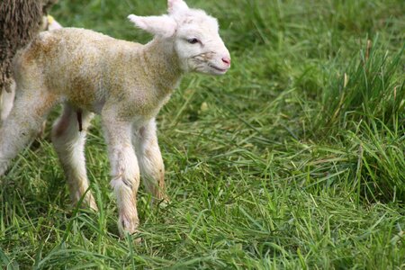 Birth lamb meadow