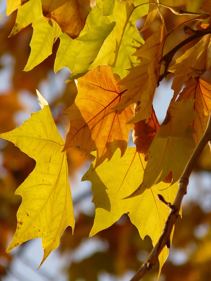 Common plane hybrid plane london plane