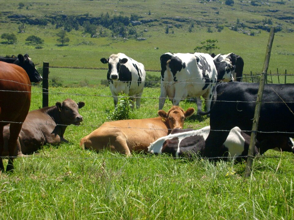 Grazing nature farming photo