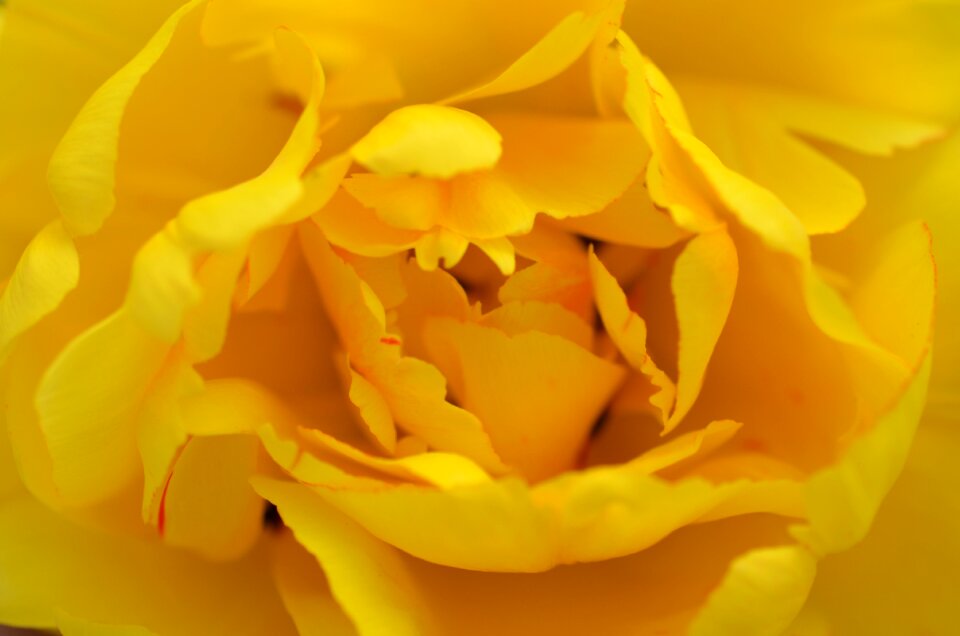 Spur rose bloom fragrant