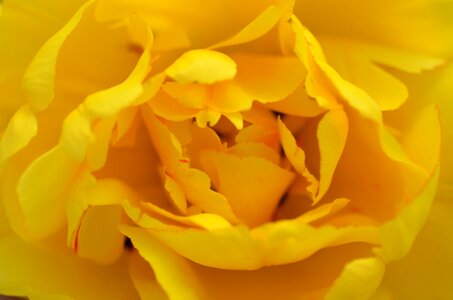 Spur rose bloom fragrant