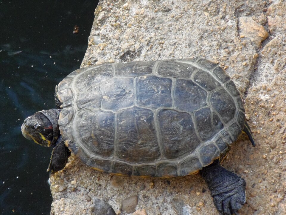 Turtle animals amphibians