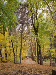 Park autumn track photo