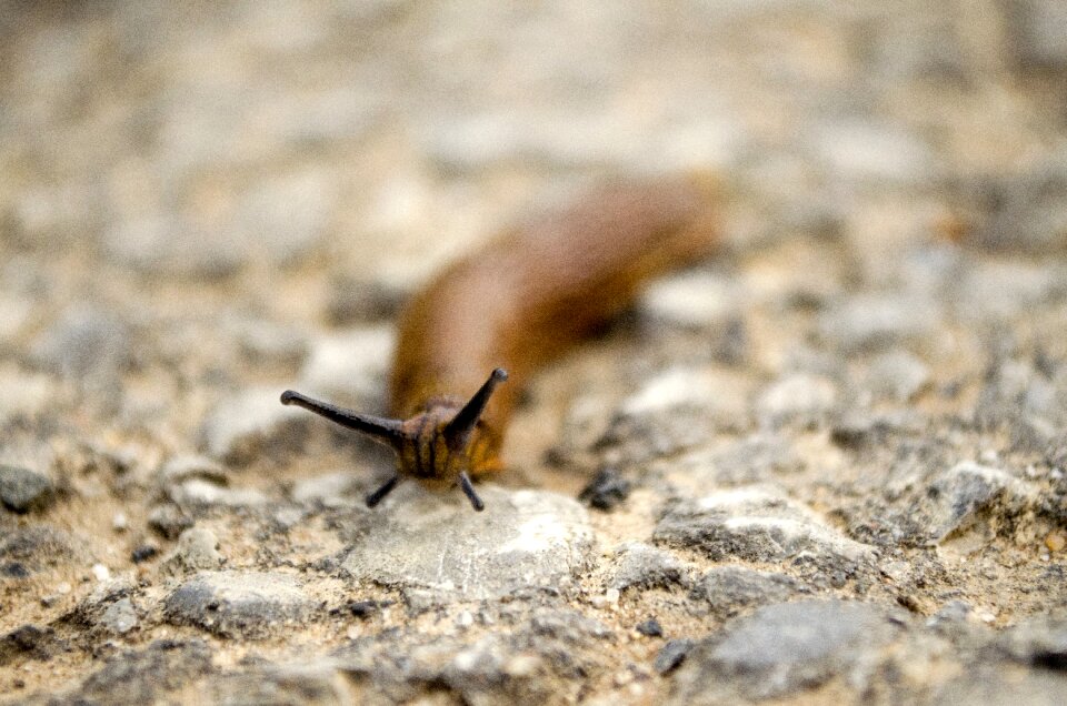 Land snail animal wet