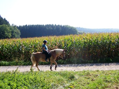 Summer girl horse