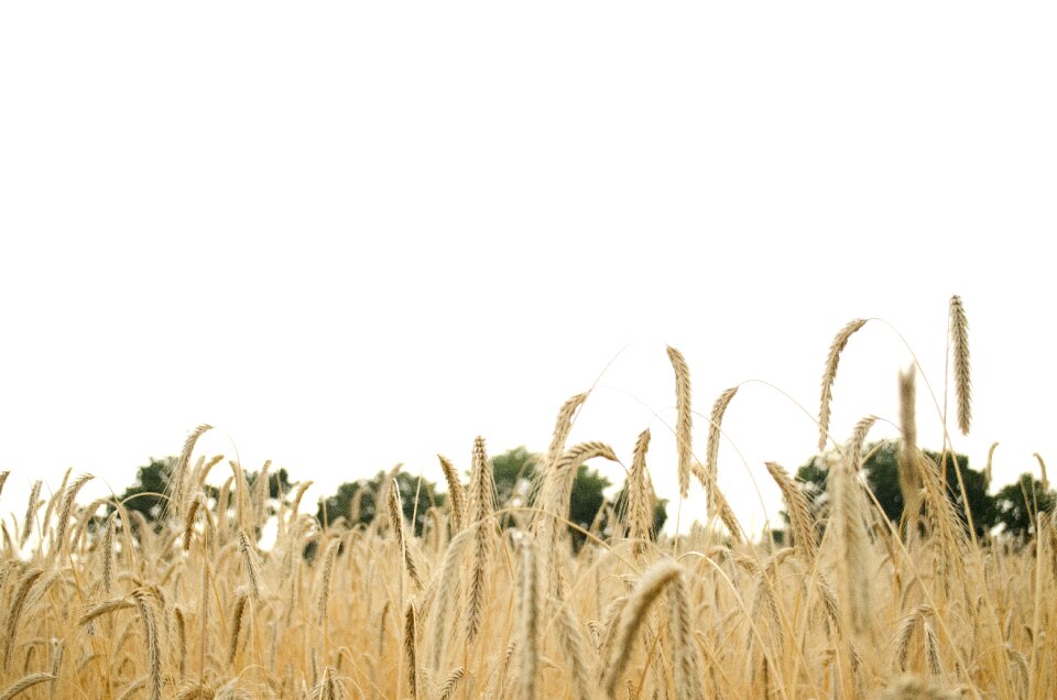 Spike cereals grain