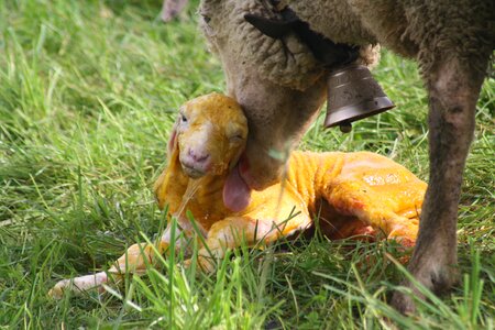 Birth lamb meadow