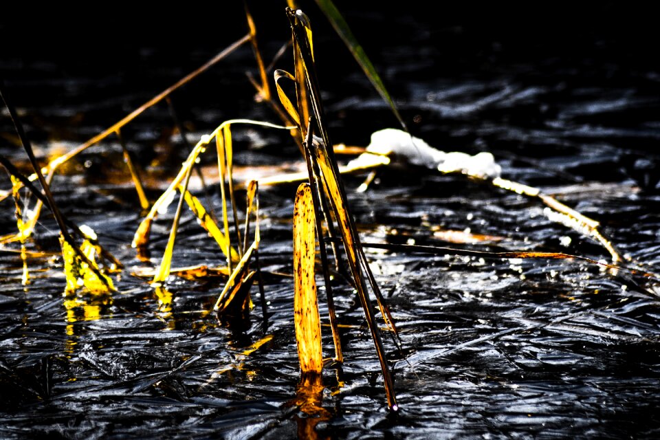 Frozen winter teichplanze