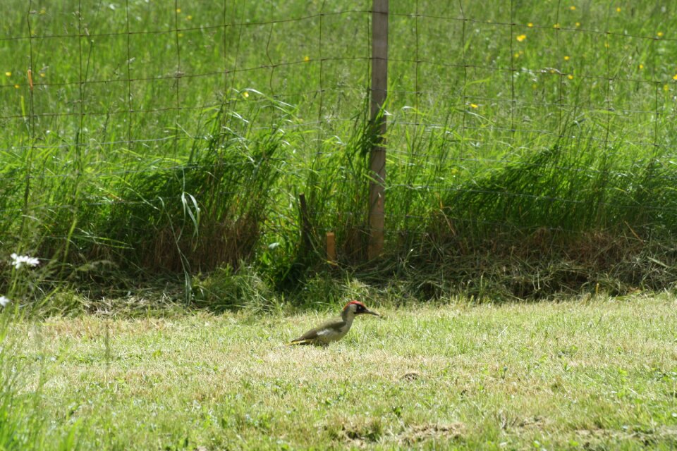 Green woodpecker meadow on the ground