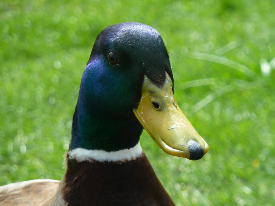 Duck animals bird