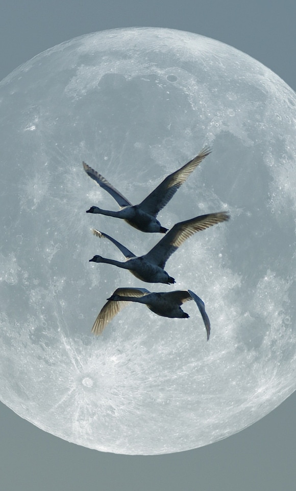 Silhouette birds flying