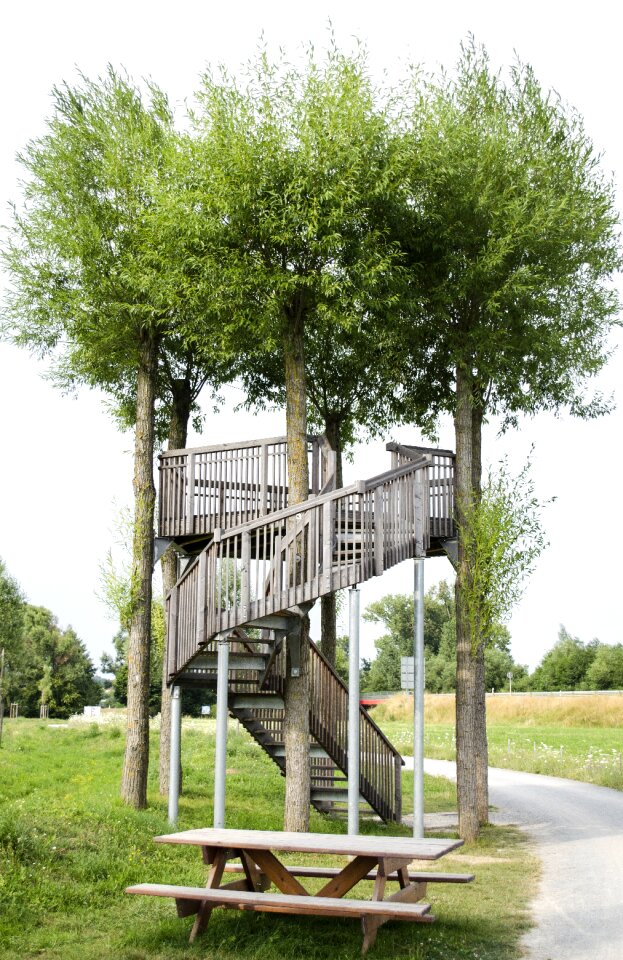 Trees high snack