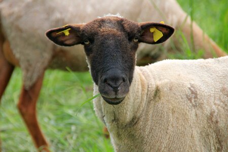 Animal wool farm