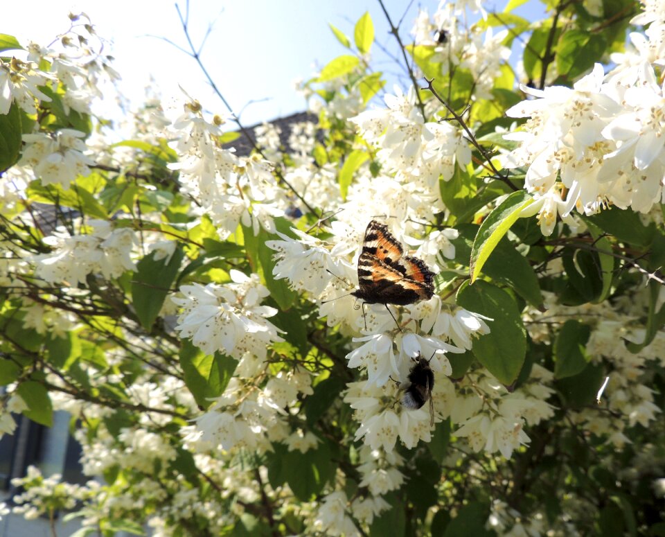 Butterfly flower blossom