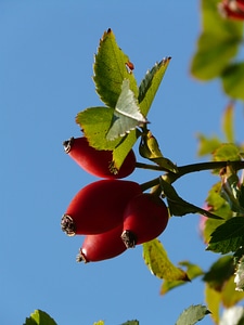 Red dog rose rosa canina photo