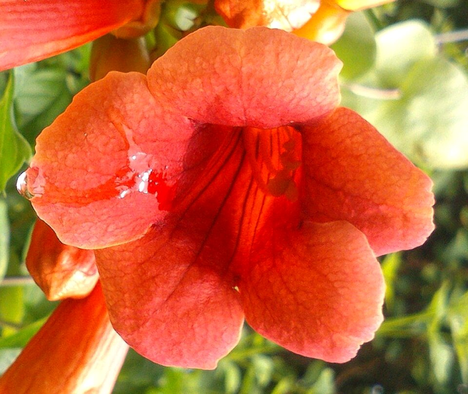 Angel trumpet flower plant