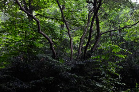 Forest bush bushes
