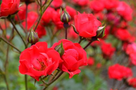 Rose red plant photo