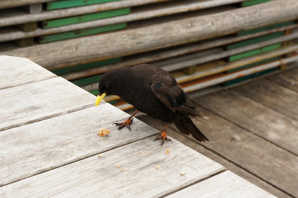 Raven black alpine