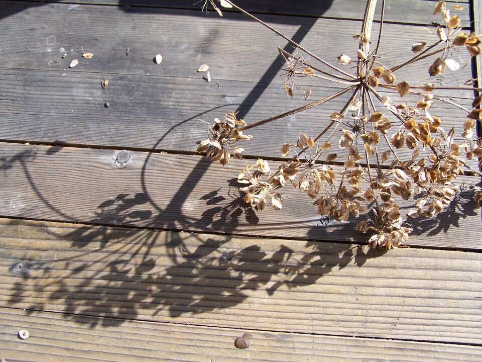 Filigree plant light