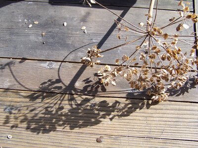 Filigree plant light