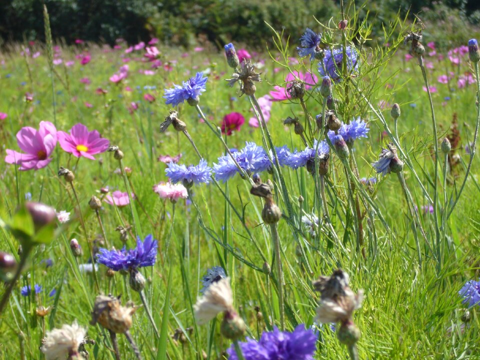 Meadow color flowers