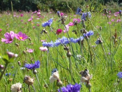 Meadow color flowers