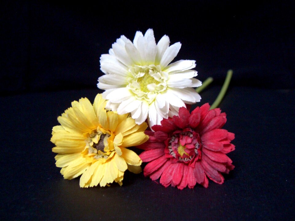 White still life blossom