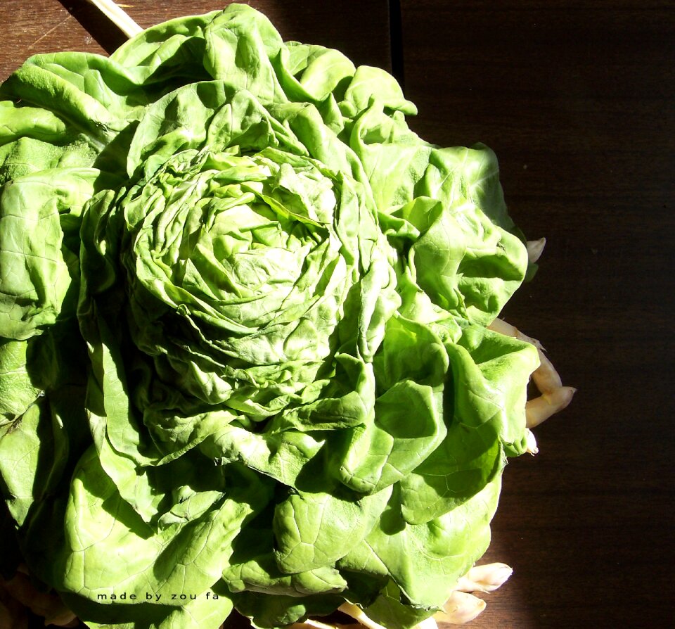 Salad vegetables food