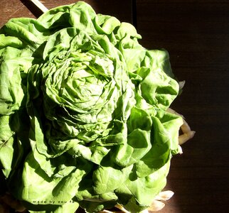 Salad vegetables food