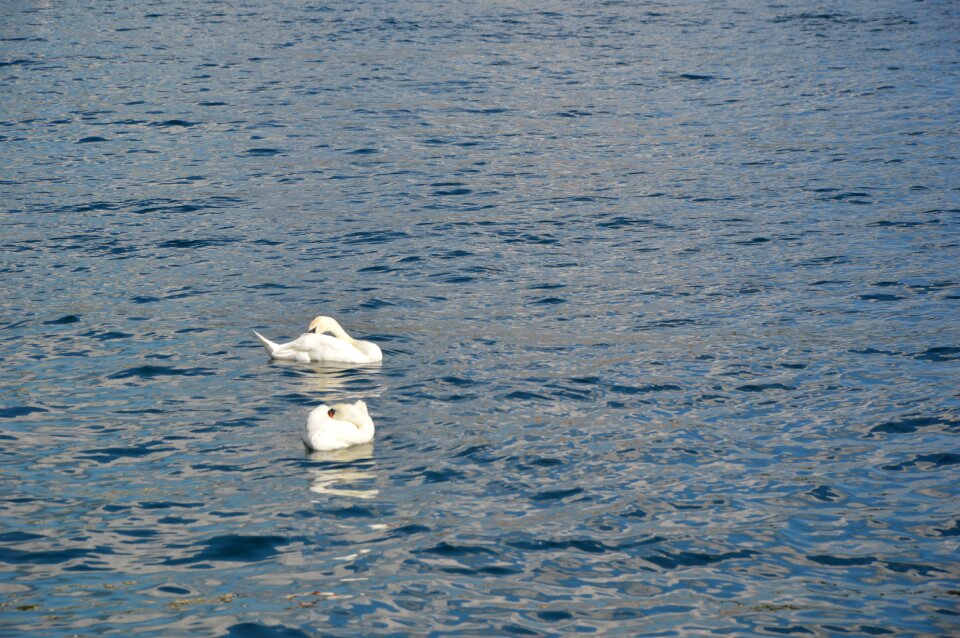 Swan lake swimming