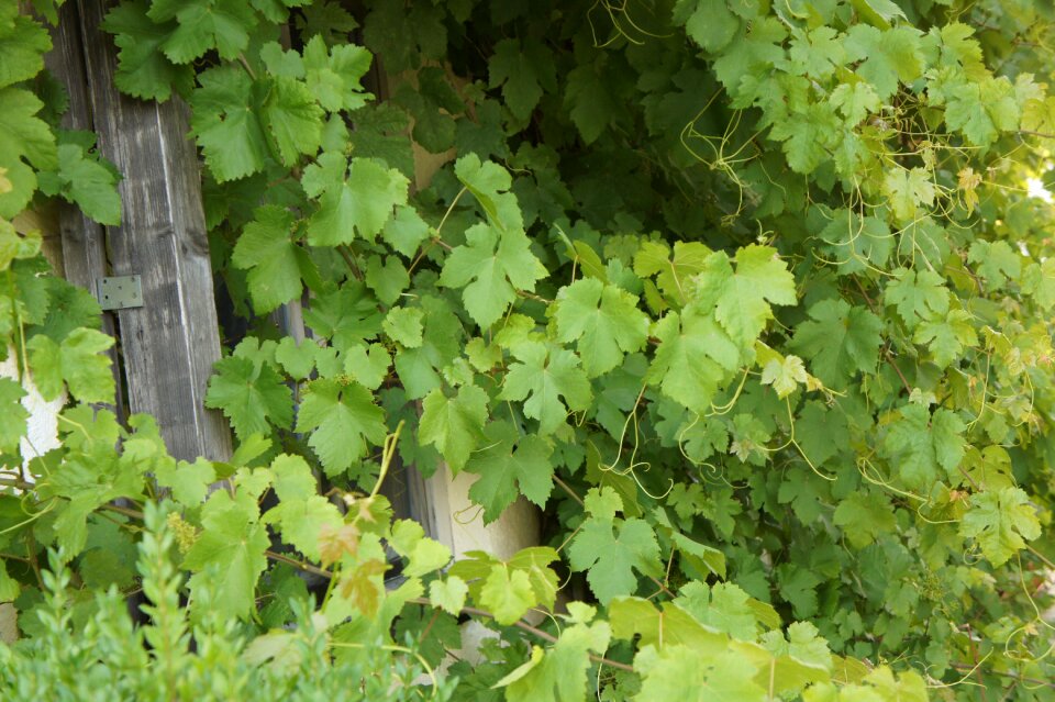 Summer green window